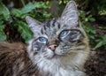 Pedigree Ragdoll cat outdoor portrait Royalty Free Stock Photo