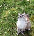 PEDIGREE RAGDOLL CAT PLAYING OUTDOORS Royalty Free Stock Photo
