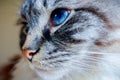 PEDIGREE RAGDOLL CAT SIDE HEAD PORTRAIT Royalty Free Stock Photo