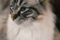 PEDIGREE RAGDOLL PORTRAIT Royalty Free Stock Photo