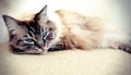 PEDIGREE RAGDOLL Royalty Free Stock Photo