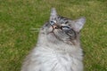 Funny Ragdoll Cat Looking At The Camera. Royalty Free Stock Photo