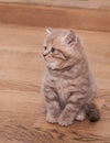 Pedigree Scottish Straight kitten