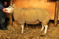 Pedigree Sheep Royalty Free Stock Photo