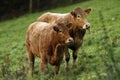 Pedigree South Devon Cattle
