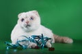 Pedigree white cat with blue eyes Royalty Free Stock Photo