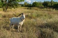 Pedigree white goat with abnormally enormous horns standing on a summer pasture