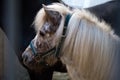 Pedigree white horse in the stable. Horses in the aviary. Stable with animals. Horse through the cage Royalty Free Stock Photo