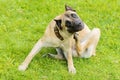 dog Cane Corso itching scratching himself and biting fleas, ticks, lice. pet allergy Royalty Free Stock Photo