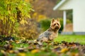 Pedigreed australian terrier dog having fun in late autumn garden