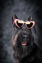 Pedigreed black scotch terrier doggy against dark background Royalty Free Stock Photo