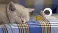 Pedigreed british shorthair cat. cute little kitten is lying and sleeping.