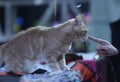 Pedigreed cat of Maine Coon breed standing on a table, a judge hands holding it estimating its color and proportions