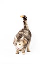Pedigreed furry spotted cat growls Royalty Free Stock Photo