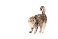 Pedigreed furry spotted cat growls. Royalty Free Stock Photo