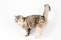 Pedigreed furry spotted cat growls. Royalty Free Stock Photo