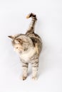 Pedigreed furry spotted cat growls. Royalty Free Stock Photo