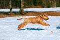 Pedigreed irish soft coated wheaten terrier dog rapidly running on snow in park