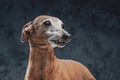 Pedigreed italian greyhound dog with short brown fur Royalty Free Stock Photo