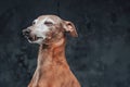 Pedigreed italian greyhound dog with short brown fur Royalty Free Stock Photo