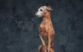 Pedigreed italian greyhound dog with short brown fur Royalty Free Stock Photo