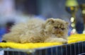 Pedigreed Persian exotic cat lying on a table, blurred awards on a background. Cat show.