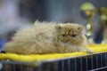 Pedigreed Persian exotic cat lying on a table, blurred awards on background