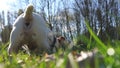 Pedigreed puppy enjoys eating fresh green grass in park