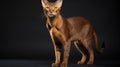 A pedigreed purebred Abyssinian cat at an exhibition of purebred cats. Cat show. Animal exhibition. Competition for the