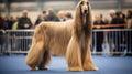 Pedigreed purebred Afghan hound dog at an exhibition of purebred dogs. Dog show. Animal exhibition. Competition for the