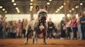 Pedigreed purebred French bulldog dog at exhibition of purebred dogs. Light gray color. Dog show. Animal exhibition