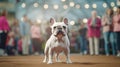 A pedigreed purebred French bulldog at an exhibition of purebred dogs. Dog show. Animal exhibition. Competition for the