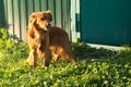 Pedigreed red dog stands on the lawn near the fence and barks guarding the entrance