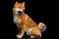 Pedigreed Red Shiba inu Dog Sitting on Isolated Black Background Royalty Free Stock Photo