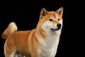 Pedigreed Red Shiba inu Dog Standing on Black Background Royalty Free Stock Photo