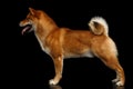 Pedigreed Red Shiba inu Dog Standing on Black Background Royalty Free Stock Photo