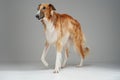 Pedigreed saluki dog with fluffy fur walking against grey background