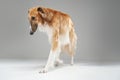 Pedigreed saluki dog with fluffy fur walking against grey background
