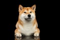 Pedigreed Shiba inu Dog Lying, Looks closely, Black Background Royalty Free Stock Photo