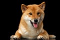 Pedigreed Shiba inu Dog Lying, Looks closely, Isolated Black Background Royalty Free Stock Photo