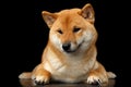 Pedigreed Shiba inu Dog Lying, Looks closely, Isolated Black Background Royalty Free Stock Photo