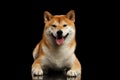 Pedigreed Shiba inu Dog Lying, Smiling, Looks Curious, Black Background