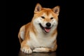 Pedigreed Shiba inu Dog Lying, Smiling, Looks Curious, Black Background Royalty Free Stock Photo