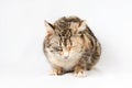 Pedigreed shorthair spotted cat sits Royalty Free Stock Photo