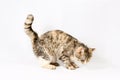 Pedigreed shorthair spotted cat sits Royalty Free Stock Photo