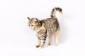 Pedigreed shorthair spotted cat sits Royalty Free Stock Photo