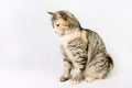 Pedigreed shorthair spotted cat sits, looking down. Royalty Free Stock Photo
