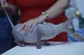 Pedigreed sphynx cat standing on a table, a female judge hands holding it estimating its color and proportions