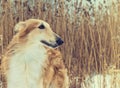 Pedigreed Wolfhound Russian borzoi breed dog.