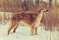 Pedigreed Wolfhound staying on the wind.